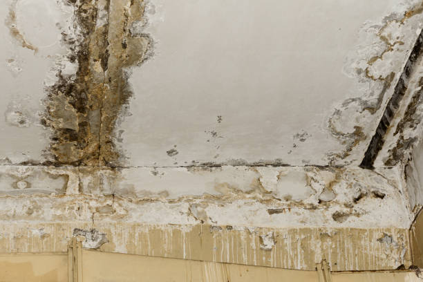 Reliable Alum Rock, CA Mold Inspection, Removal & Remediation Solutions